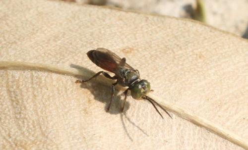 Tachysphex sp.